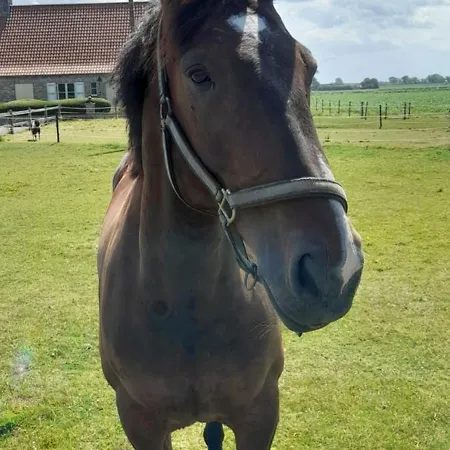 Dom wakacyjny De Blinker Knokke-Heist